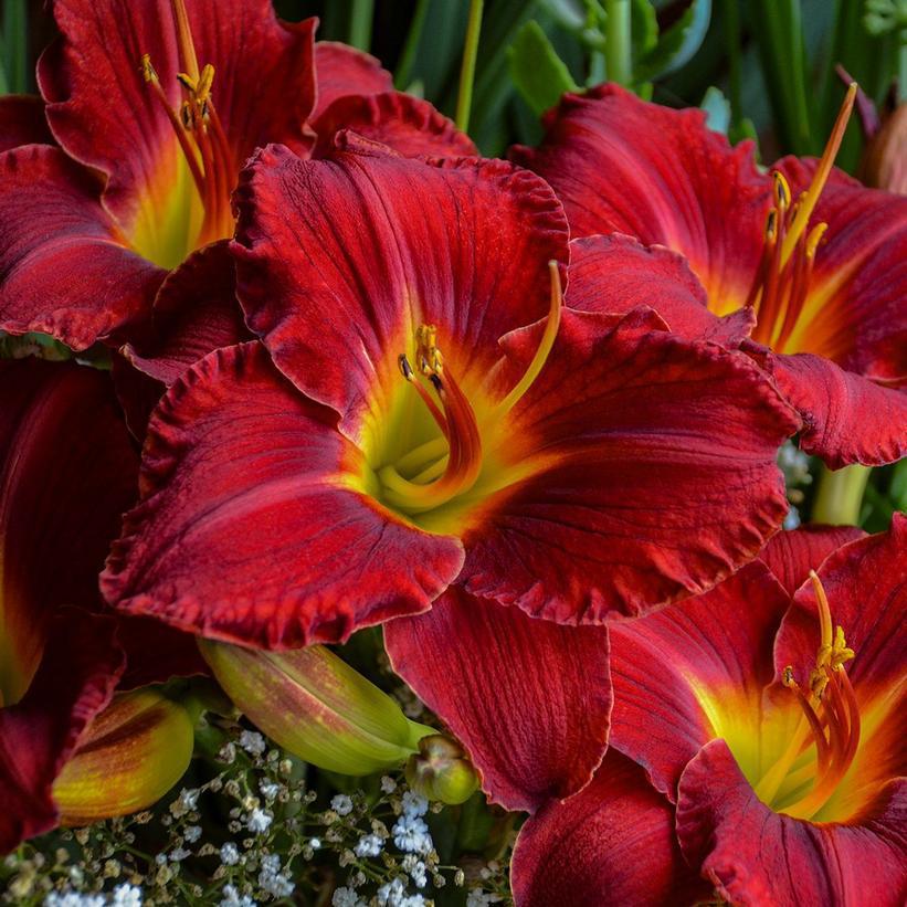 1G Hemerocallis 'Prairie Wildfire' Daylily 1012242