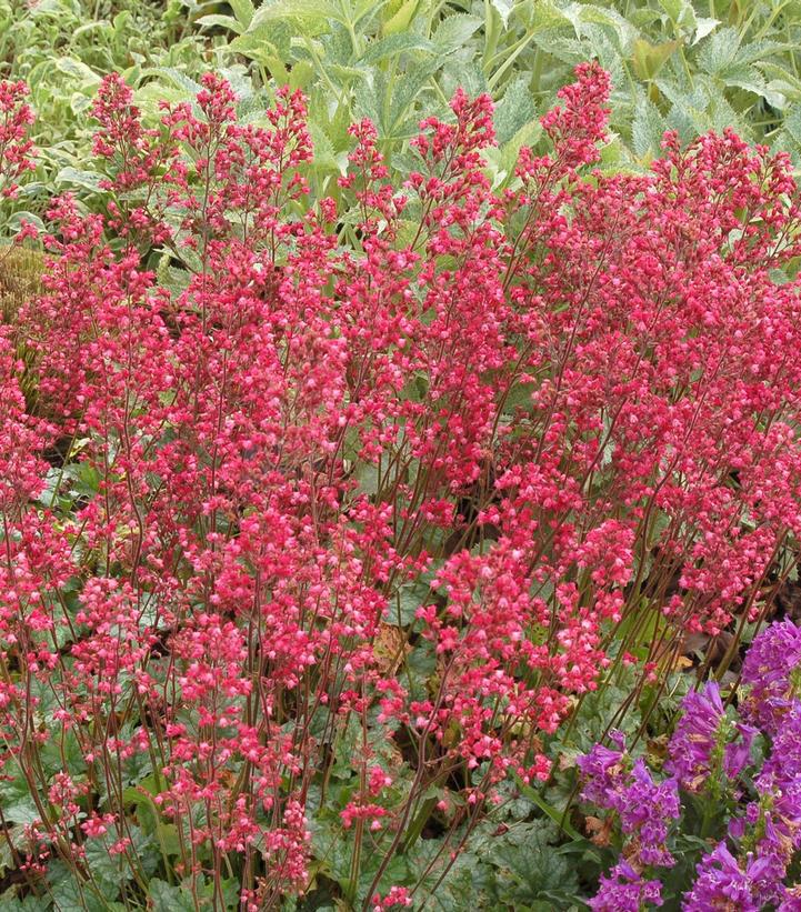 8" Heuchera City 'Paris' - Coral Bells - 1015139