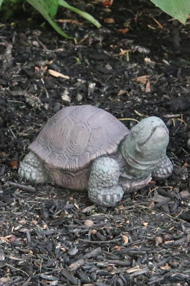 Massarelli's - 5" Extra Small Tortoise Full Detail 2372