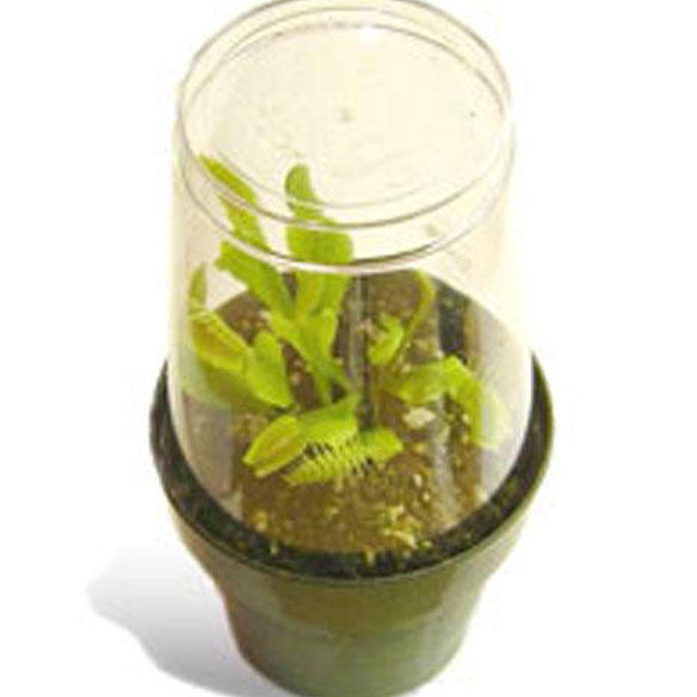 3" Venus Flytrap