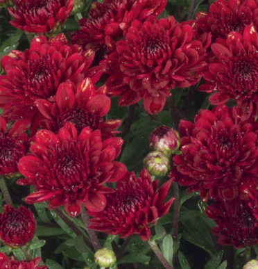 4.5" Mum - Mila Red