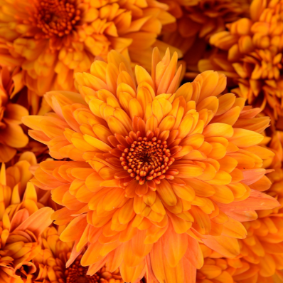 6" Mum - Conaco Orange
