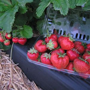 1G Strawberry Jewel (Junebearing) 1007727