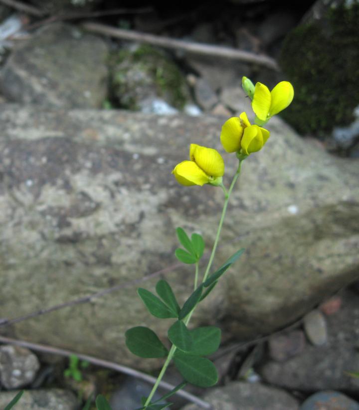 1G Baptisia Tinctoria - Wild Indigo - 1020826