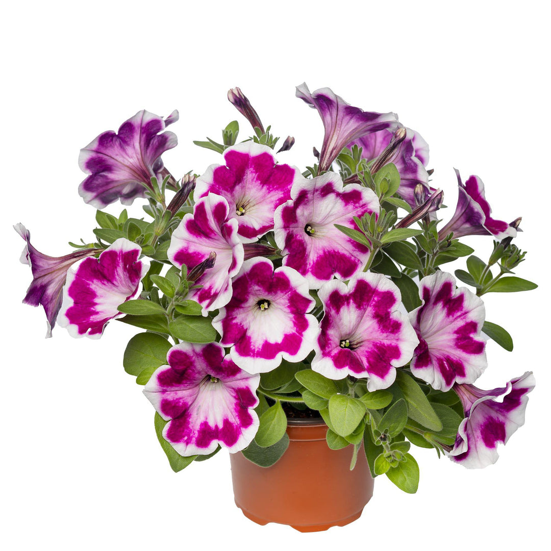 11" HB Petunia - Painted Love Purple Hanging Basket