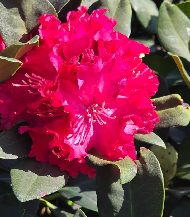 2G Rhododendron 'Holden's Red' - 1015004