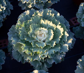 9" Ornamental Flowering Cabbage - Pigeon White