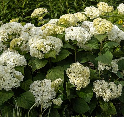 3G Hydrangea Arborescens 'FlowerFull' - 1014933