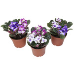 Violet 5" Asst Premium 5-7 Flowers Open F2036