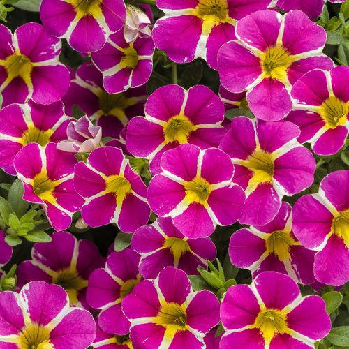 Quart PW Calibrachoa Superbells - Rising Star