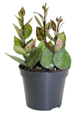 2.5" Hoya Krohniana - Black - G5168