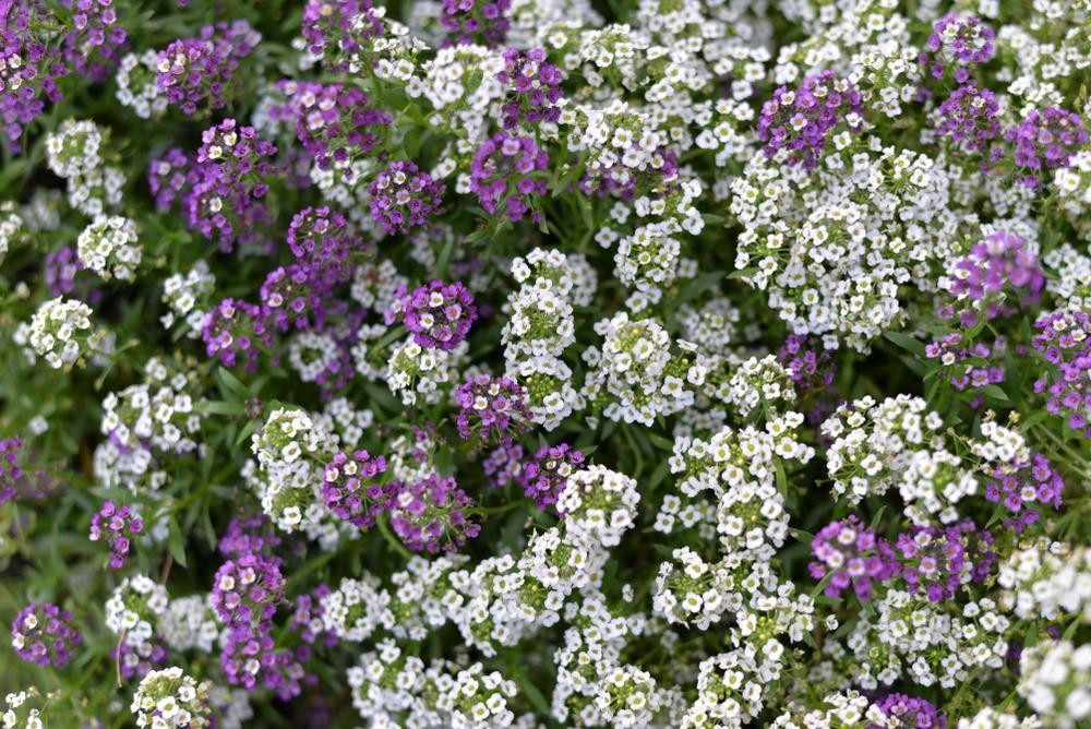 804 Alyssum 4 Pack