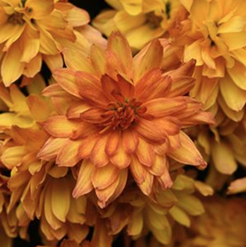 12" TP Mum Patio Pot - Kizzmet Golden Yellow