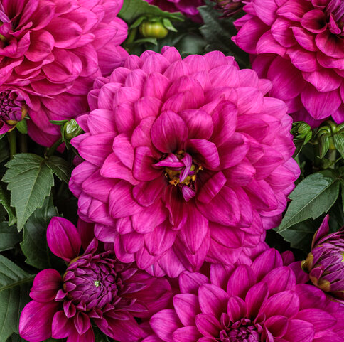 Royale PW Dahlia - Virtuoso - Vibrant Violet
