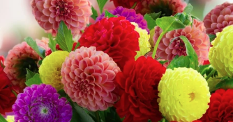 6" Dahlia