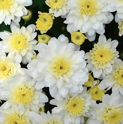 4.5" Mum - Chelsey White