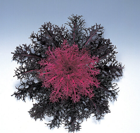 9" Ornamental Flowering Kale - Peacock Red