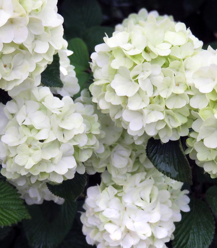 5G Viburnum Plicatum 'Opening Day' - Doublefile Viburnum - 1009555