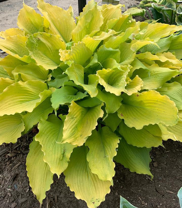 1G Hosta Shadowland 'Echo the Sun' - 1015092