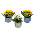 2.5" Mini Jackie - Assorted Kalanchoe - S4955