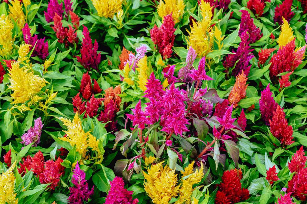 804 Celosia 4 Pack