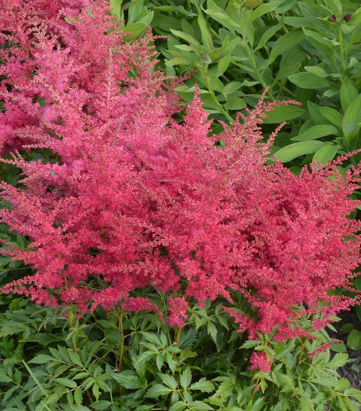 2G Astilbe Younique 'Ruby Red' - 1015070