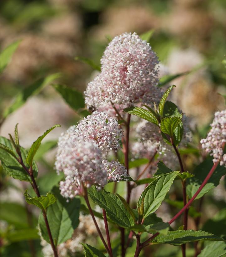 1G Ceanothus Americanus - New Jersey Tea, Redroot - 1003992