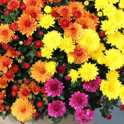 14" TP Mum Combination Patio Pot # 07 - Spicy Cheryl Orange / Sparkling Cheryl / Regal Cheryl Purple