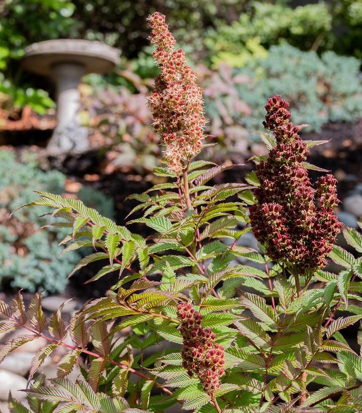 2G Sorbaria Sorbifolia 'Cherry on Top' - 1014386