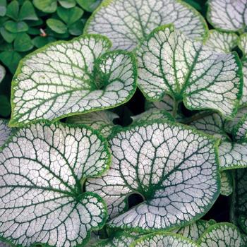 2G BRUNNERA MACROPHYLLA JACK FROST (Siberian Bugloss)
