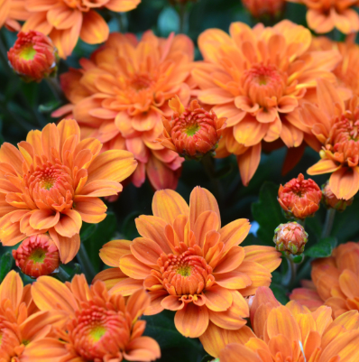 9" Mum - Pumpkin Pie Orange