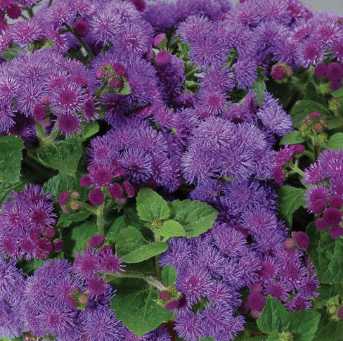 4.25" PW Ageratum - Artist Blue - Flossflower