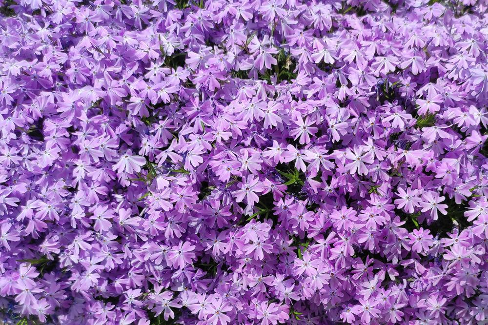 Quart Perennial Phlox Subulata Purple Full Sun