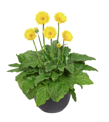 12.5" Urn Gerbera Garvinea - Sweet Joy