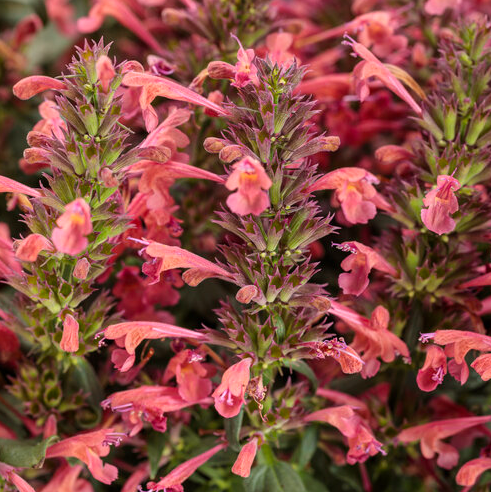 4.25" PW Agastache - Maestro Coral - Hummingbird Mint