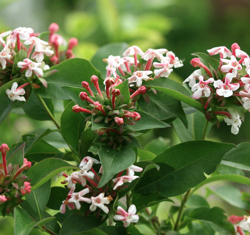 3G Abelia X Grandiflora 'Poco Loco' - 1021023