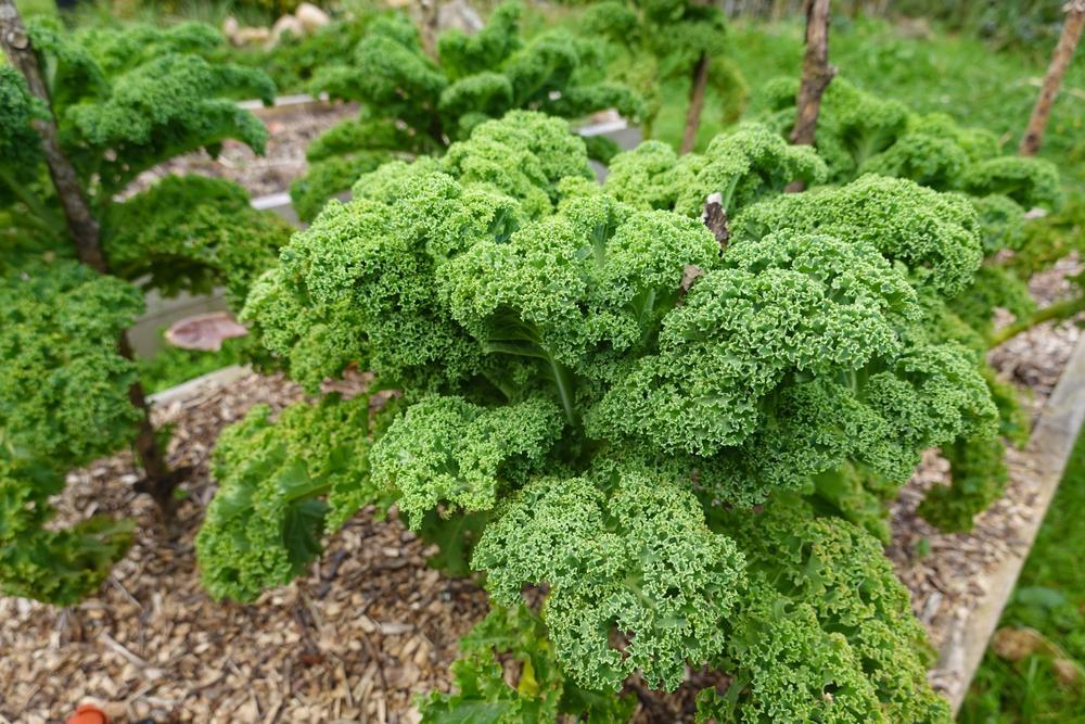 806 Kale - Dwarf Green