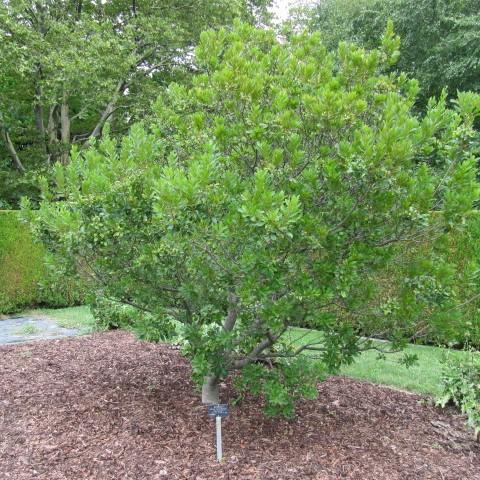 Northern Bayberry