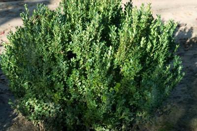 10G Buxus Microphylla Japonica 'Green Mountain' - Boxwood - 1004346