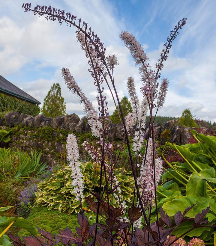 1G Actaea 'Pink Spike' ('Cimicifuga') - Bugbane - 1015395