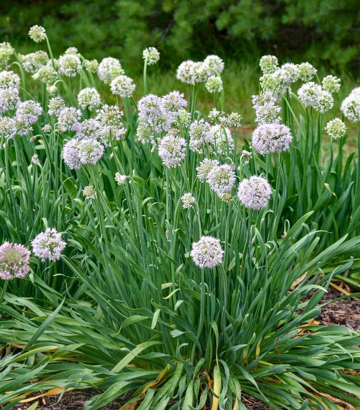 1G Allium x 'Bobblehead' - Ornamental Onion - 1021969