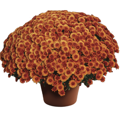 9" Mum - Beverly Bronze