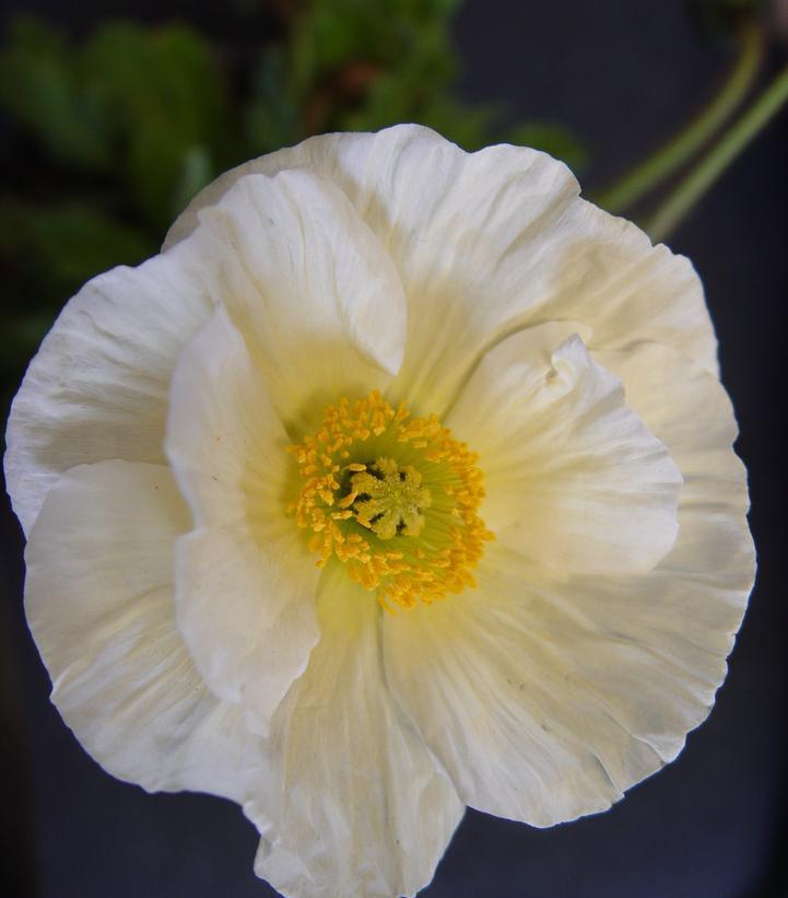 1G Papaver 'Garden Gnome' - Iceland Poppy - 1004302