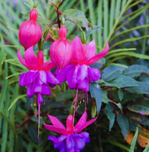 8" HB Fuchsia Hanging Basket - 1012744