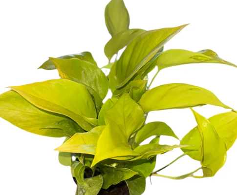 4" Pothos Sao Paulo - T2988