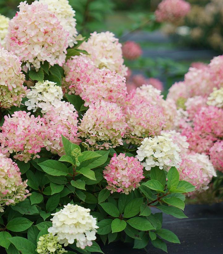 5G Hydrangea Paniculata 'Fire Light Tidbit' - 1013890