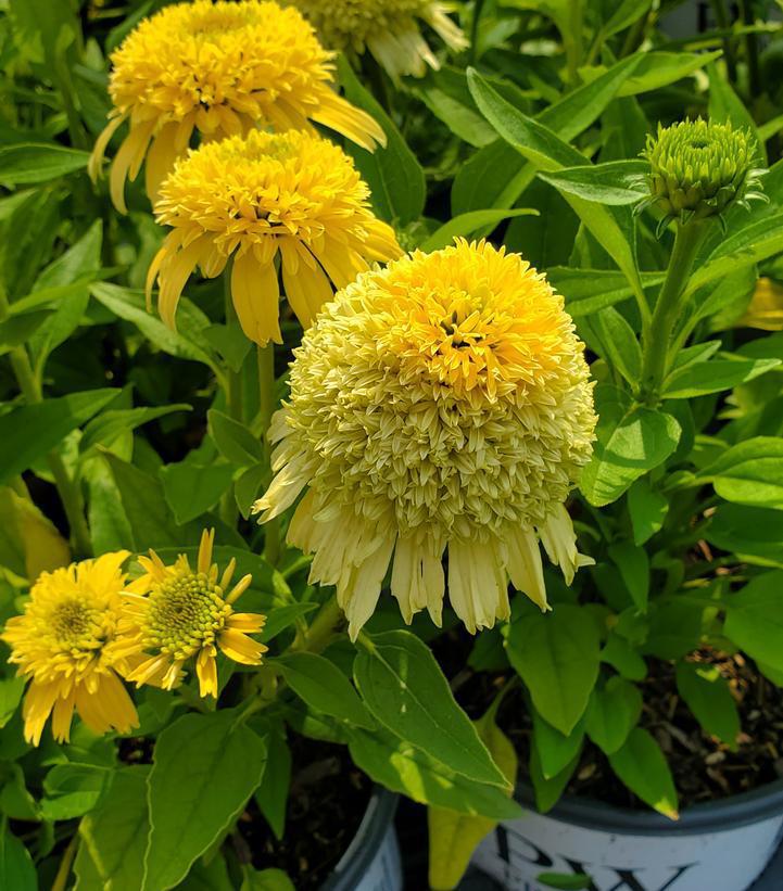 1G Echinacea Double Coded 'Butter Pecan' - Coneflower - 1020329