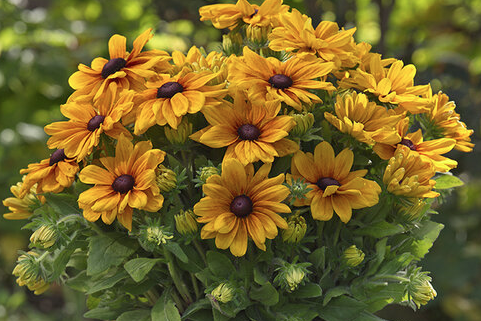 9" Rudbeckia Sunbeckia Carolina - Black-Eyed Susan