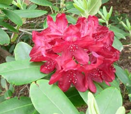 2G Rhododendron X 'Francesca' - 1004881