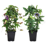 5" Passiflora Assorted Trellis - Passion Flower - F3588